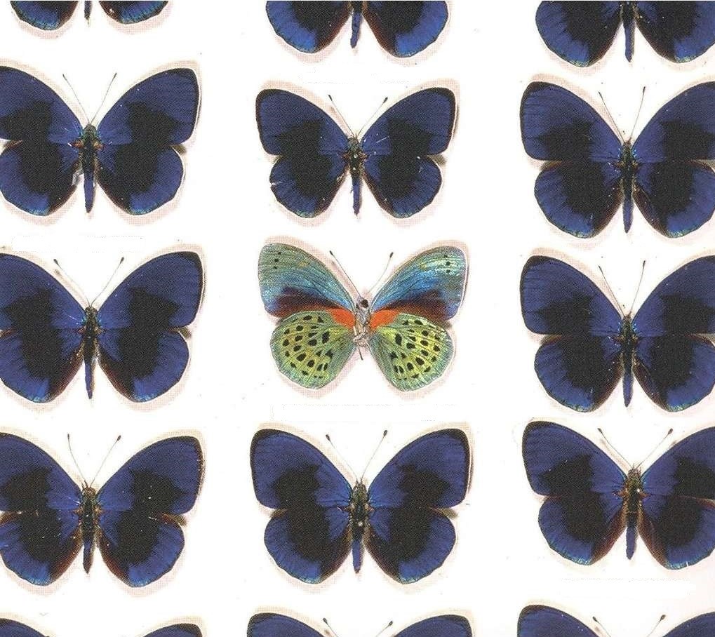 Schumann – Papillons
